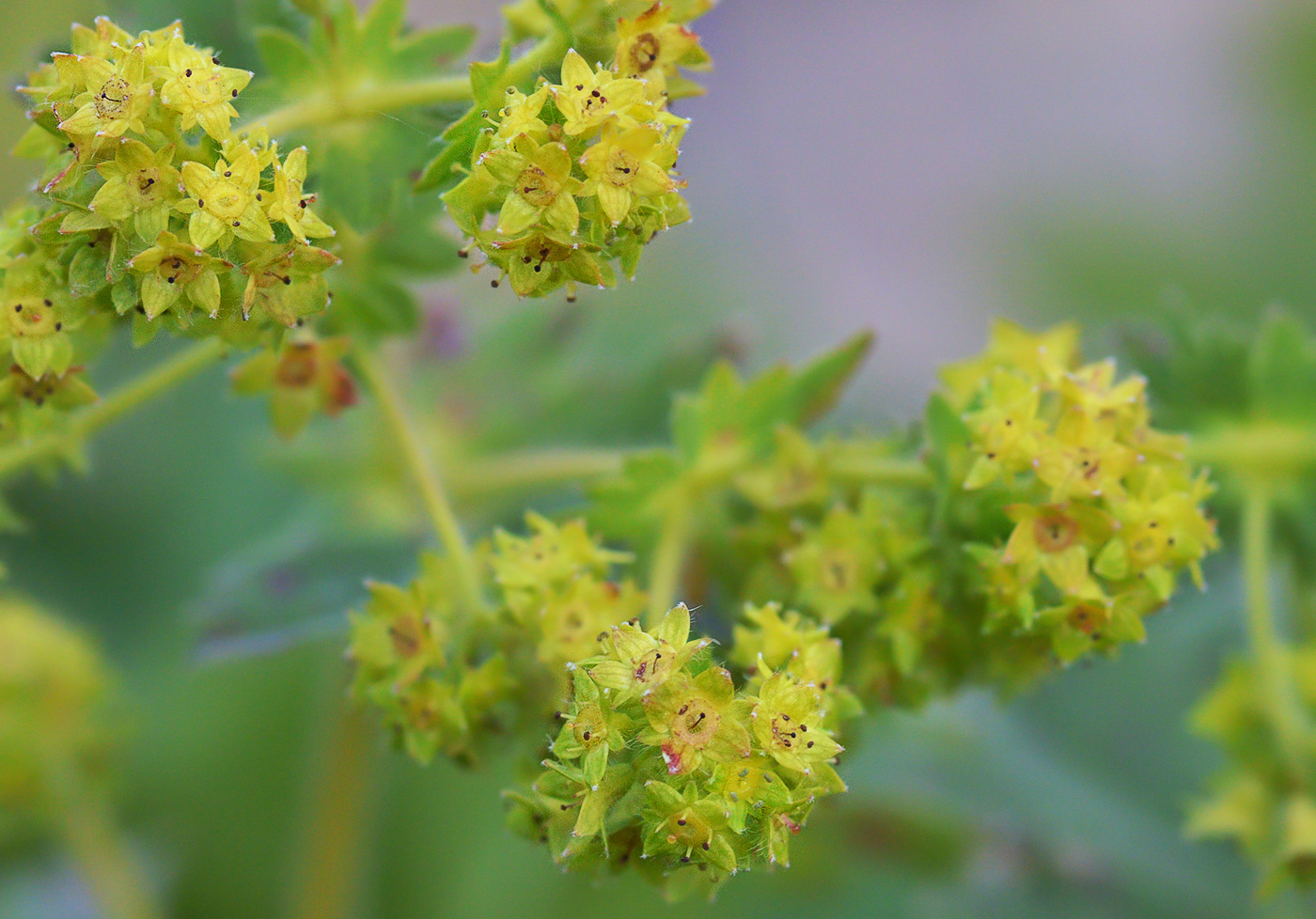 Изображение особи Alchemilla argutiserrata.