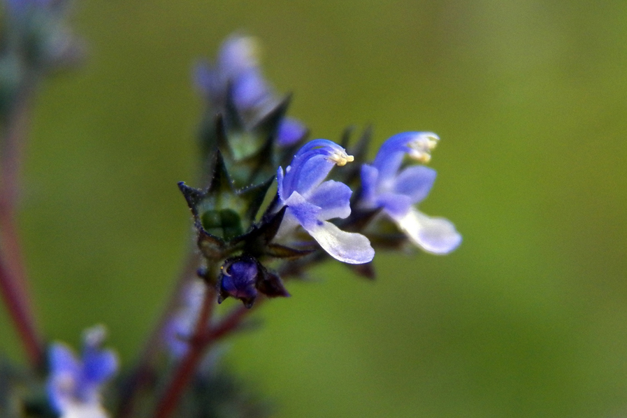 Image of Amethystea caerulea specimen.