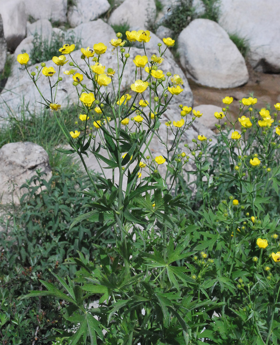Изображение особи Ranunculus sericeus.