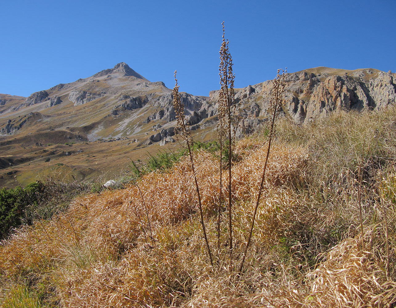 Image of Verbascum pyramidatum specimen.