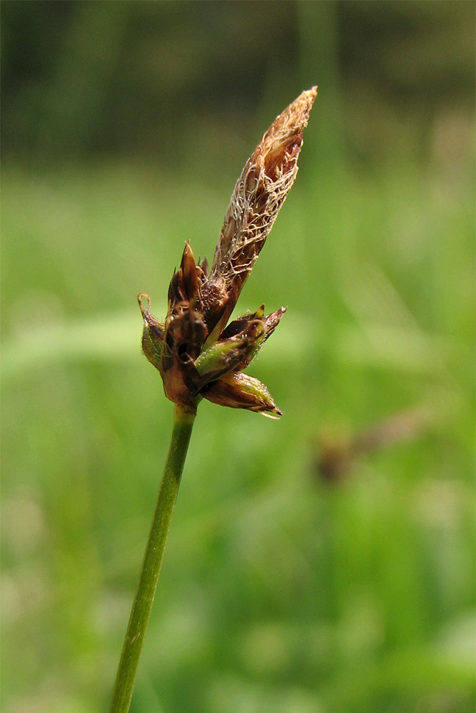 Изображение особи Carex montana.