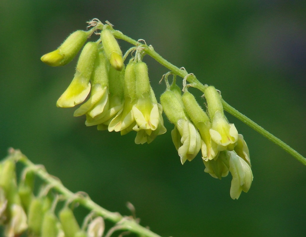 Изображение особи Astragalus propinquus.