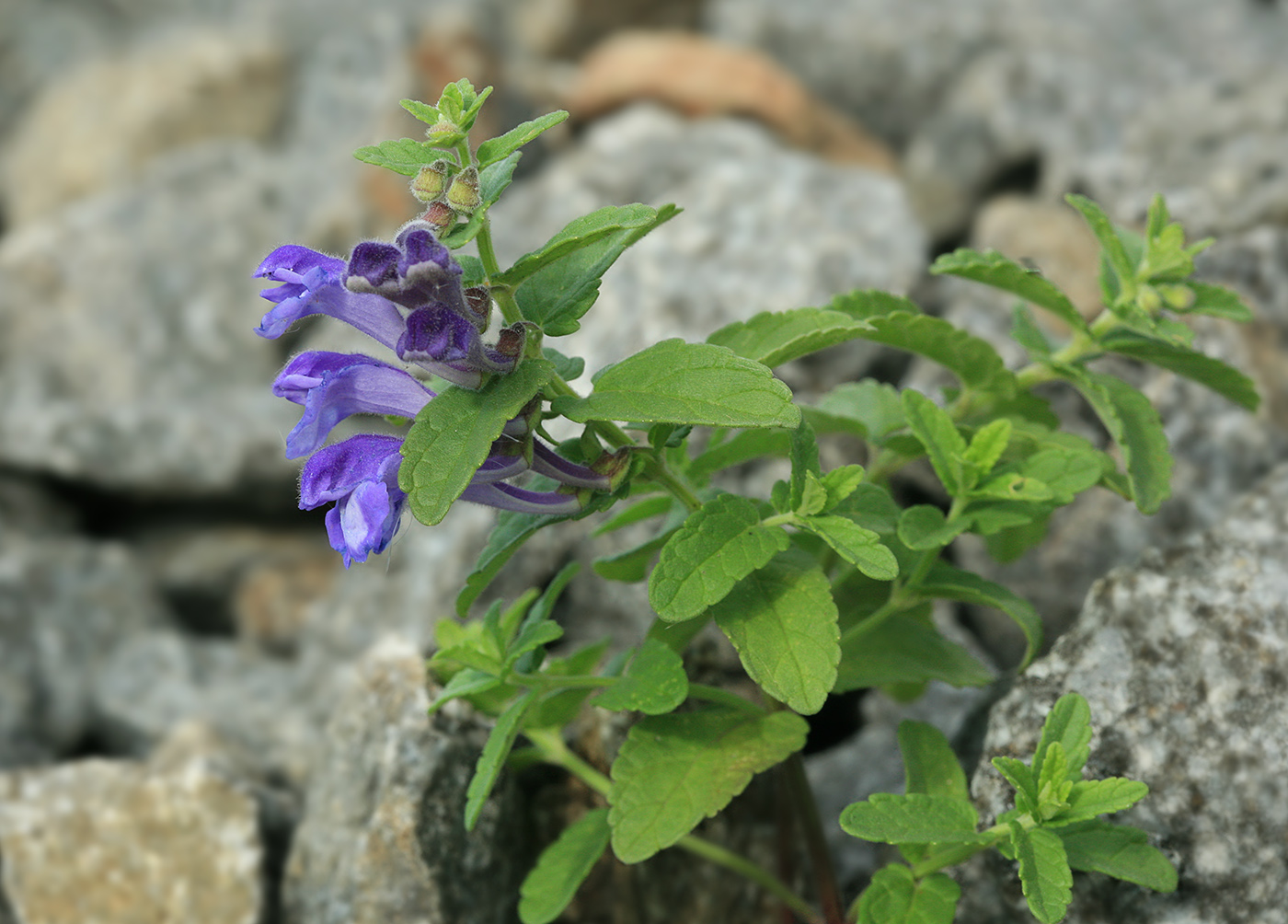 Изображение особи Scutellaria strigillosa.