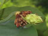 Magnolia sieboldii