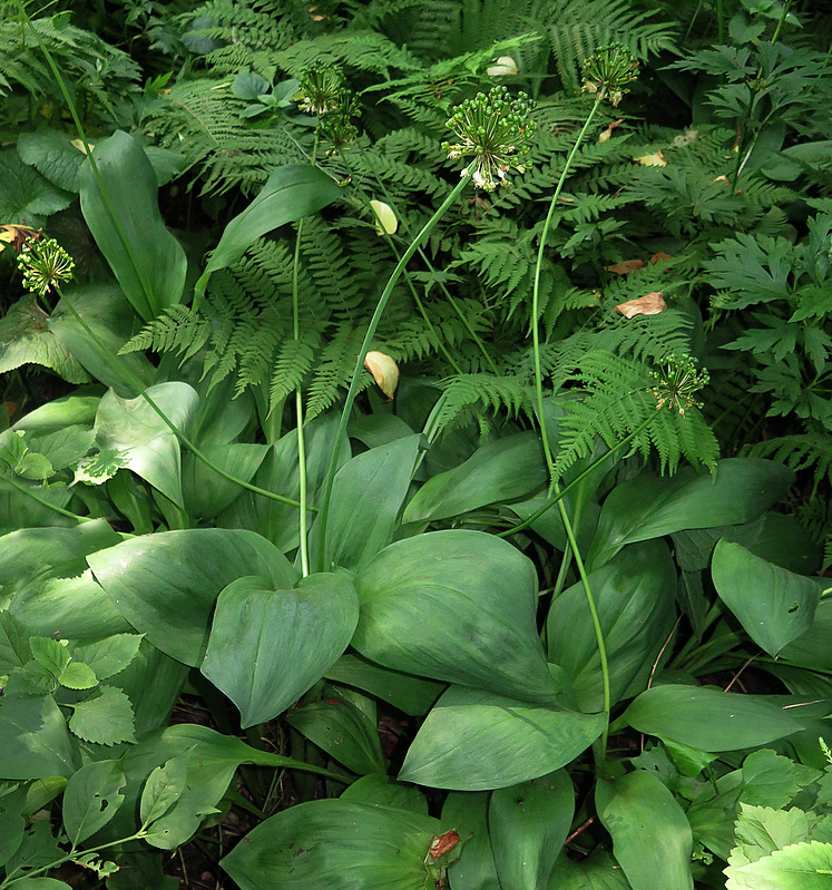 Image of Allium ochotense specimen.