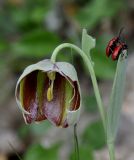 Fritillaria gussichiae