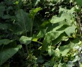 Verbascum glabratum