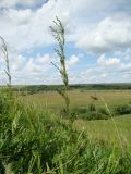 Artemisia latifolia. Зацветающее растение. Республика Мордовия, Ромодановский р-н, окр. с. Вырыпаево, луг на открытом склоне. 16 июля 2015 г.