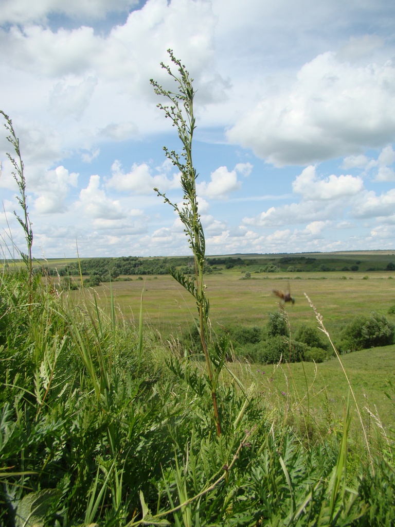 Image of Artemisia latifolia specimen.