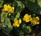 Caltha palustris