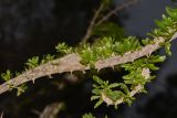 Lycium schweinfurthii