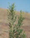 Artemisia dracunculus. Верхушка растения с соцветиями. Южный Урал, Челябинская обл., Аркаим, сухой степной склон. 18.07.2008.