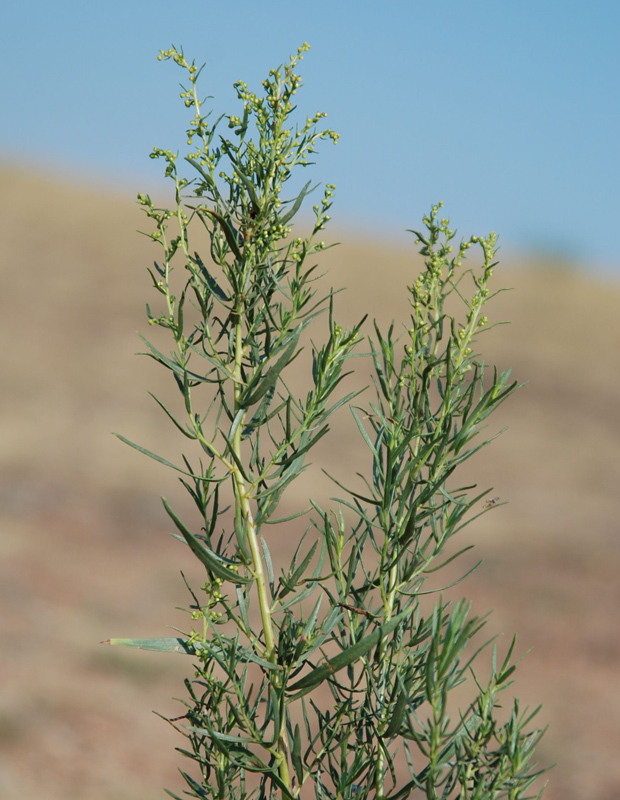 Image of Artemisia dracunculus specimen.