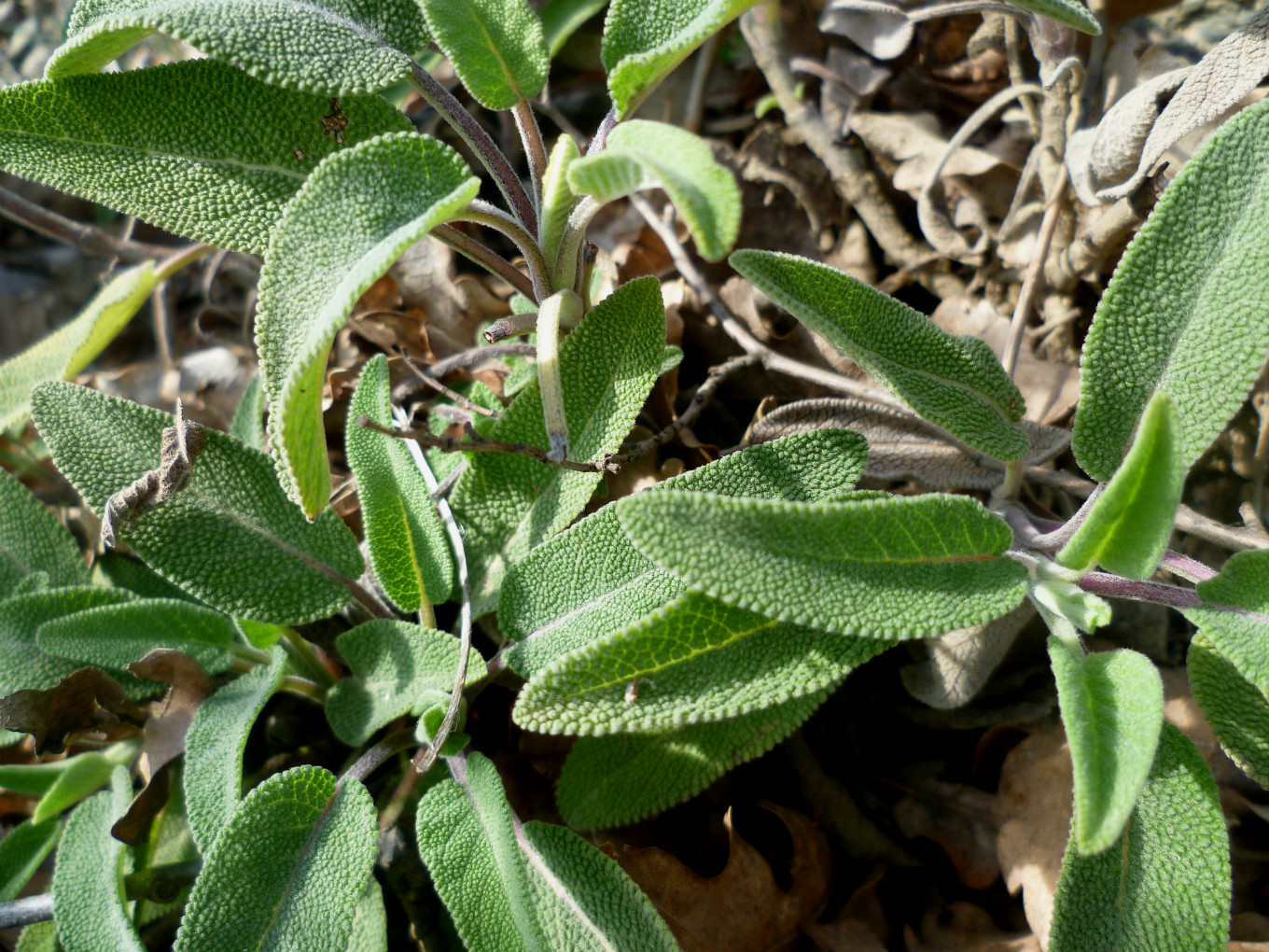 Изображение особи Salvia tomentosa.