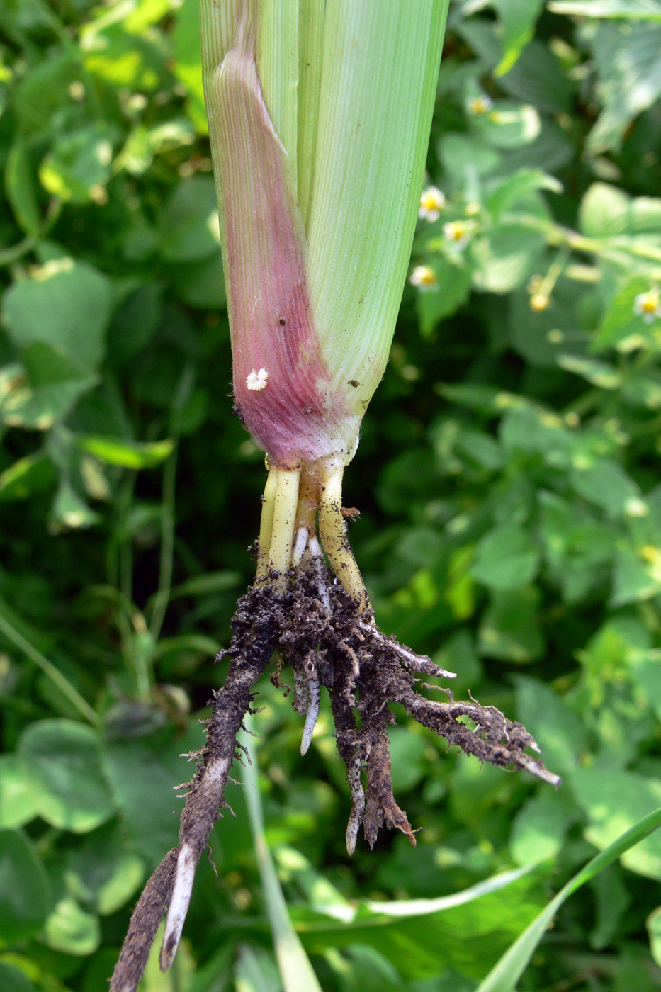 Image of Echinochloa crus-galli specimen.