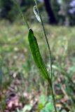 Crepis tectorum. Часть побега. Амурская обл., Бурейский р-н, окр. с. Виноградовка, поляна в дубовом лесу. 28.07.2016.