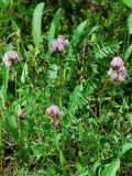 Oxytropis sordida