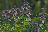 Lamium maculatum. Верхушки цветущих растений. Молдова, Кишинев, Ботанический сад АН Молдовы. 10.04.2017.