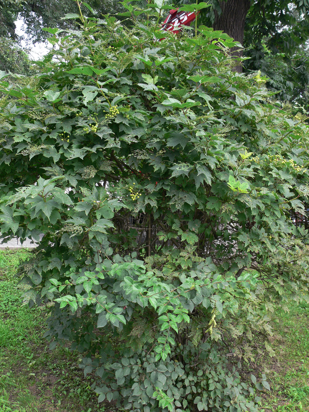 Image of Viburnum sargentii specimen.