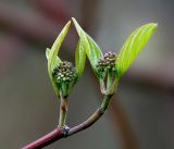 Image of taxon representative. Author is Виталий Гуменюк