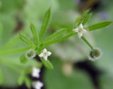 Galium aparine