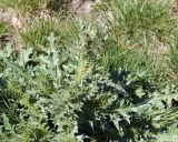 Carduus onopordioides. Зацветающее растение. Армения, Эчмиадзинский монастырь, зеленая зона. 30.04.2017.