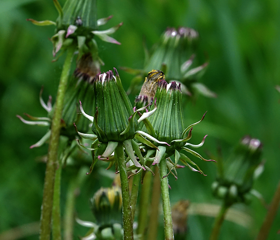 Изображение особи Taraxacum officinale.