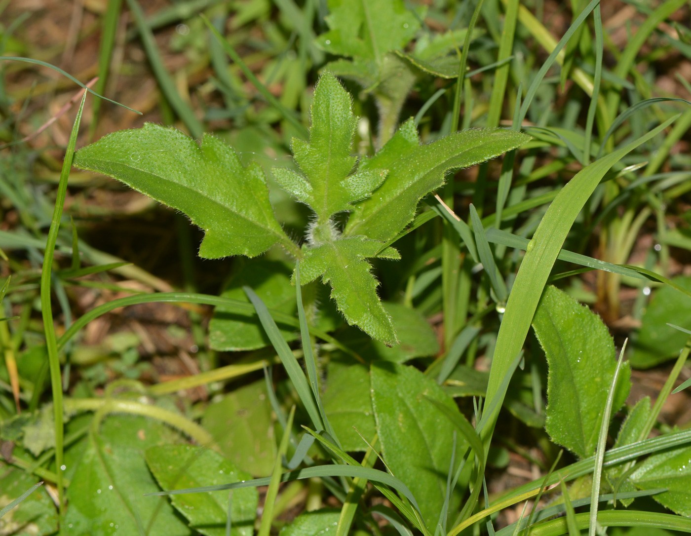 Изображение особи Tridax procumbens.