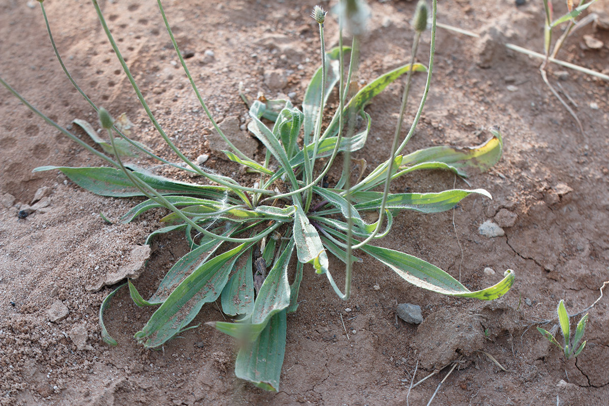 Image of Plantago lanceolata specimen.