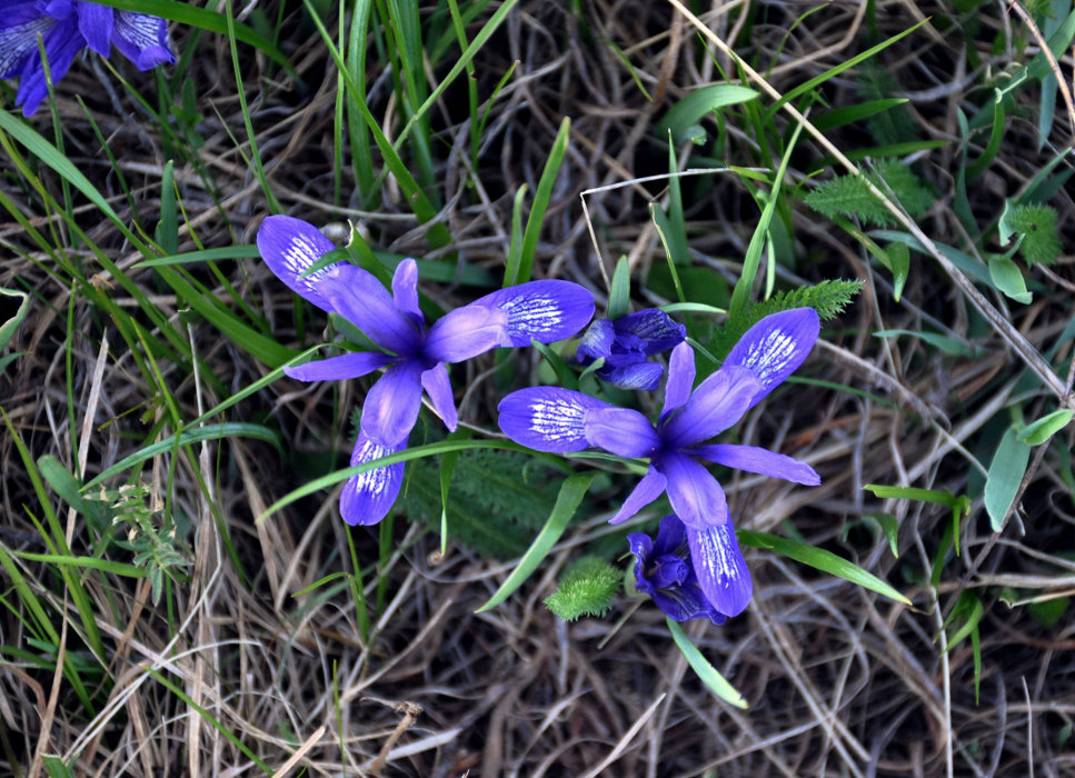 Изображение особи Iris ruthenica.