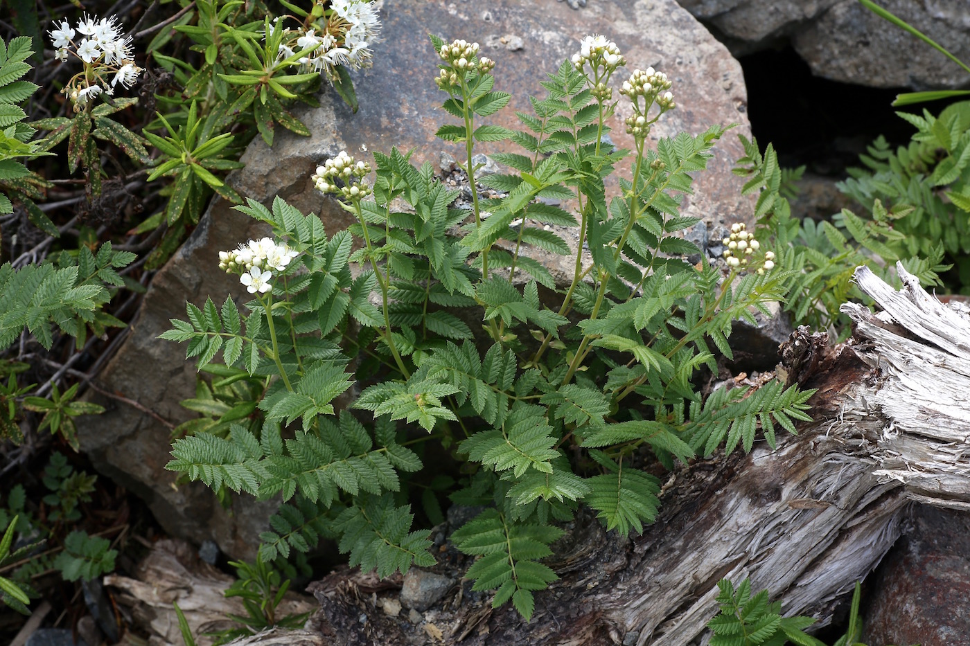 Image of Sorbaria grandiflora specimen.