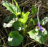 Viola suavis