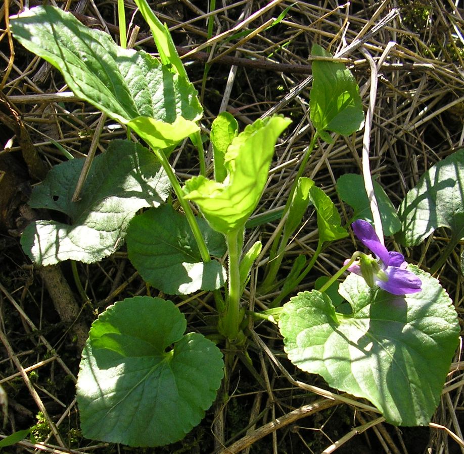 Image of Viola suavis specimen.