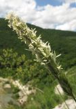 Sesleria alba. Соцветие. Краснодарский край, Абинский р-н, окр. станицы Шапсугская, высокий берег р. Адегой, скальное обнажение. 12.06.2017.