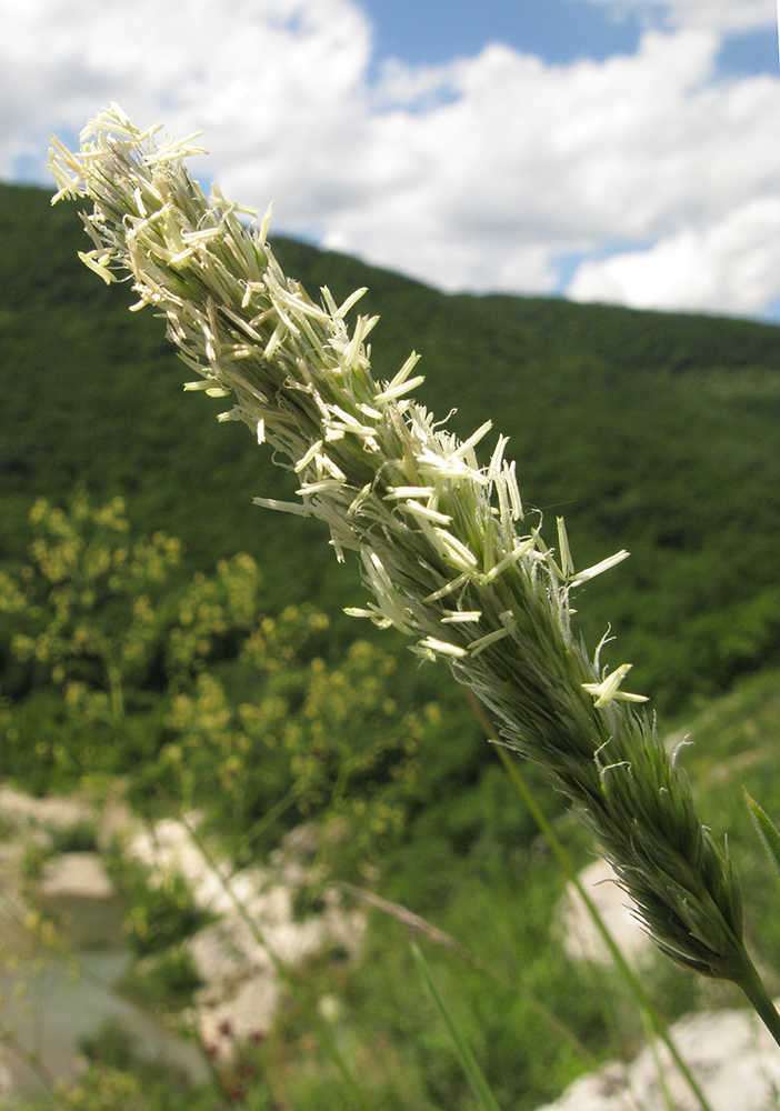 Изображение особи Sesleria alba.