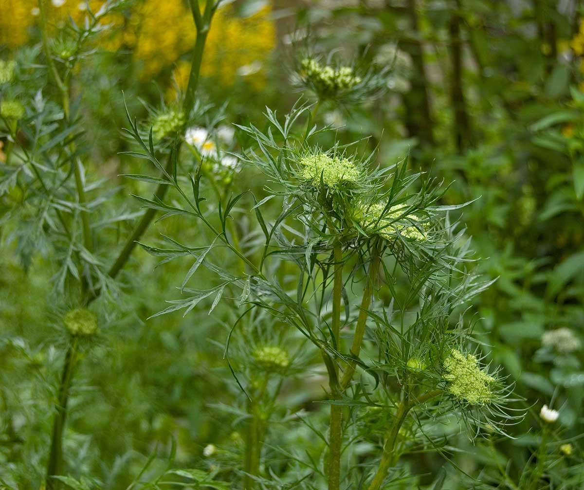 Image of Daucus sativus specimen.