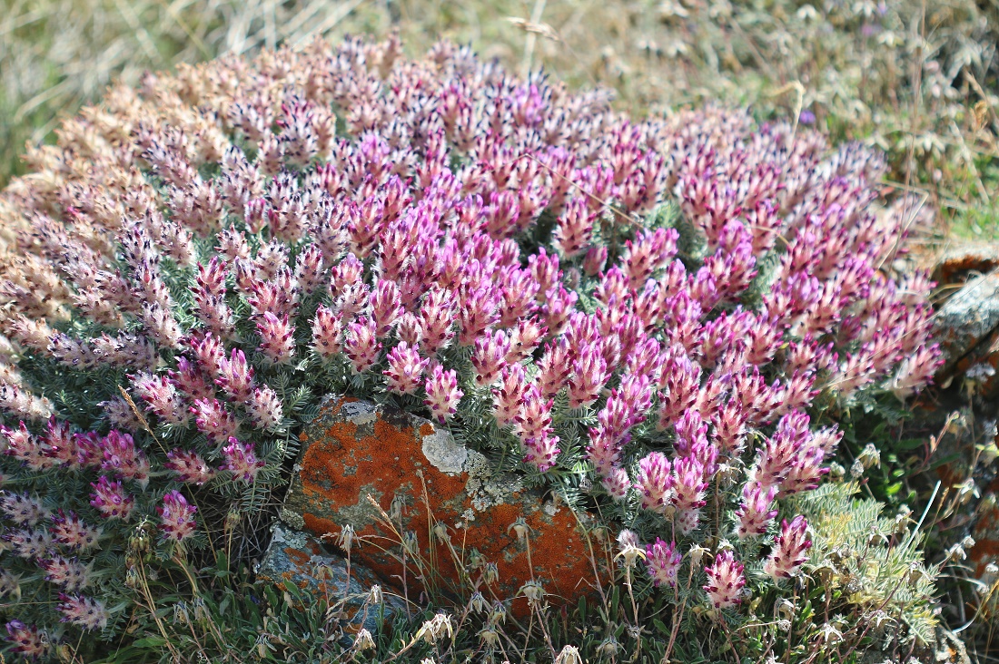 Изображение особи Astragalus uraniolimneus.