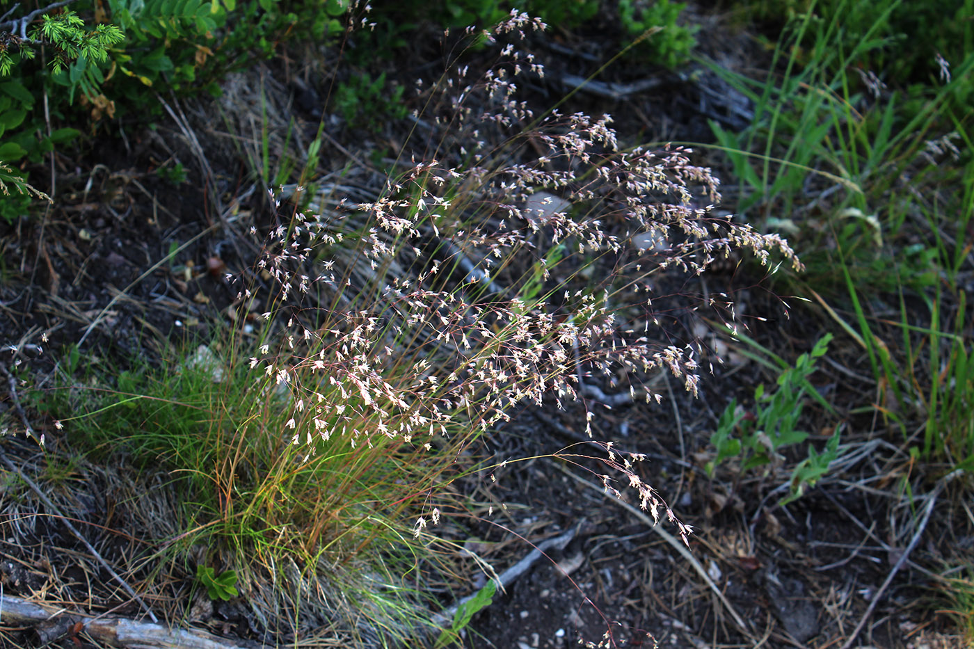 Image of Avenella flexuosa specimen.