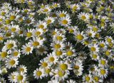 Anthemis sterilis. Соцветия. Крым, окр. Судака, долина р. Ворон, гора Плакья, каменистая осыпь, образованная обломками конгломератов, на участке выхода грунтовых вод. 18 мая 2017 г.