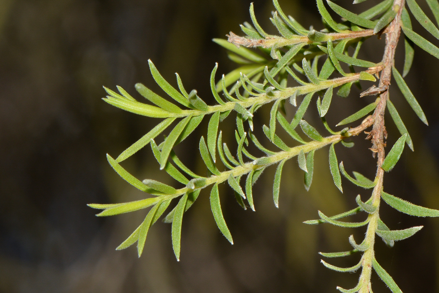 Изображение особи Melaleuca halmaturorum.