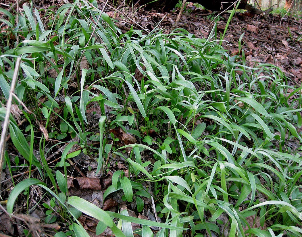 Image of Ranunculus illyricus specimen.