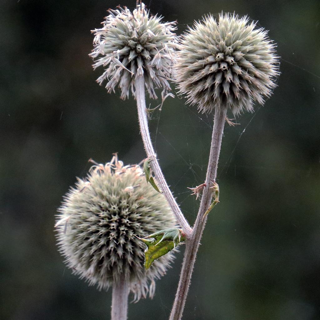 Image of Echinops sphaerocephalus specimen.