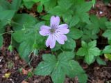 Geranium gracile