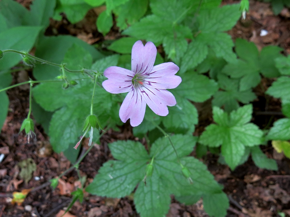 Изображение особи Geranium gracile.