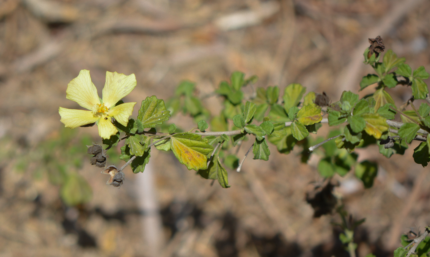 Image of Pavonia praemorsa specimen.