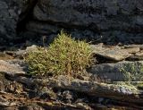 Gypsophila uralensis