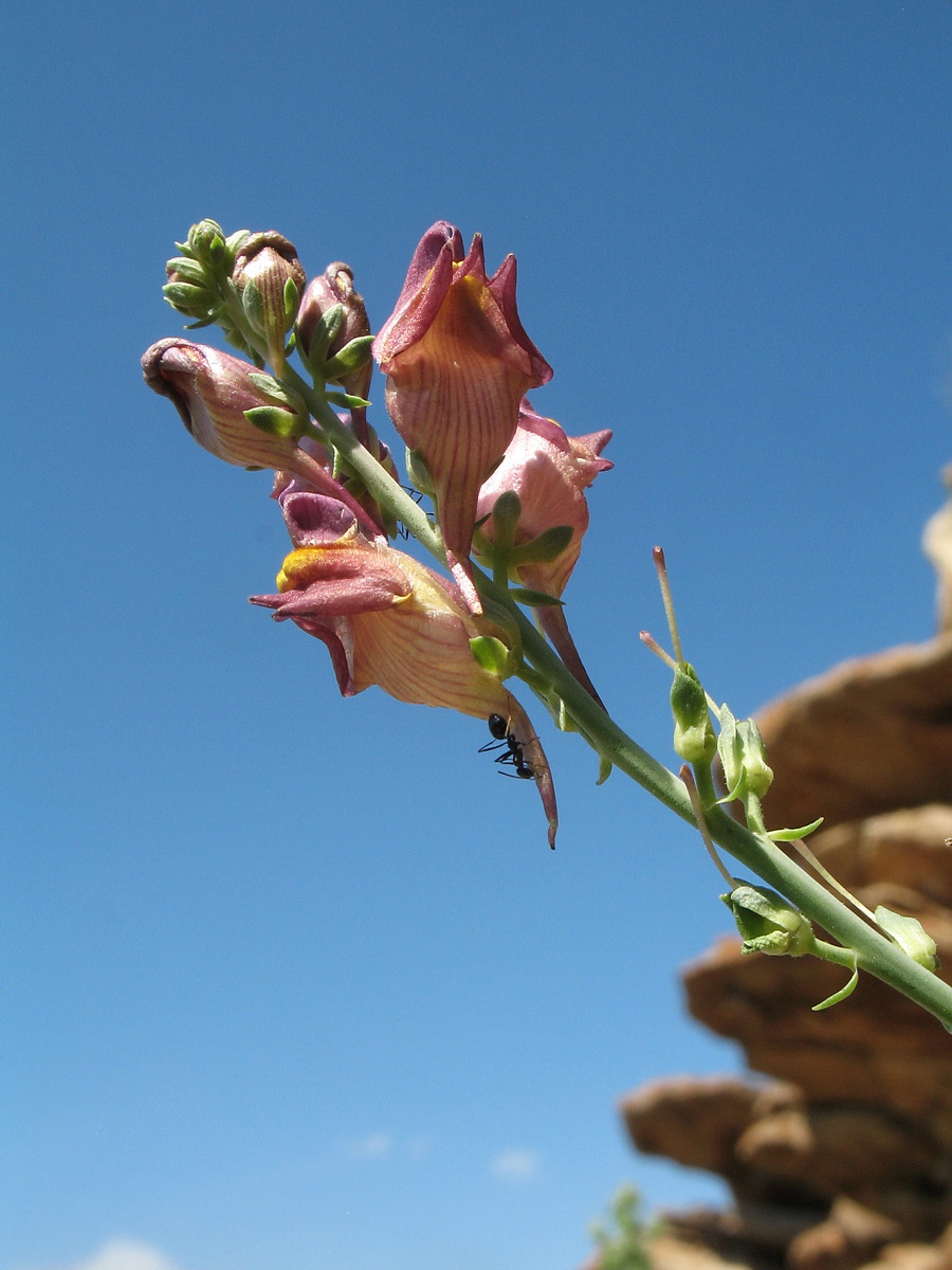 Image of Linaria popovii specimen.