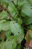 Rumex sylvestris
