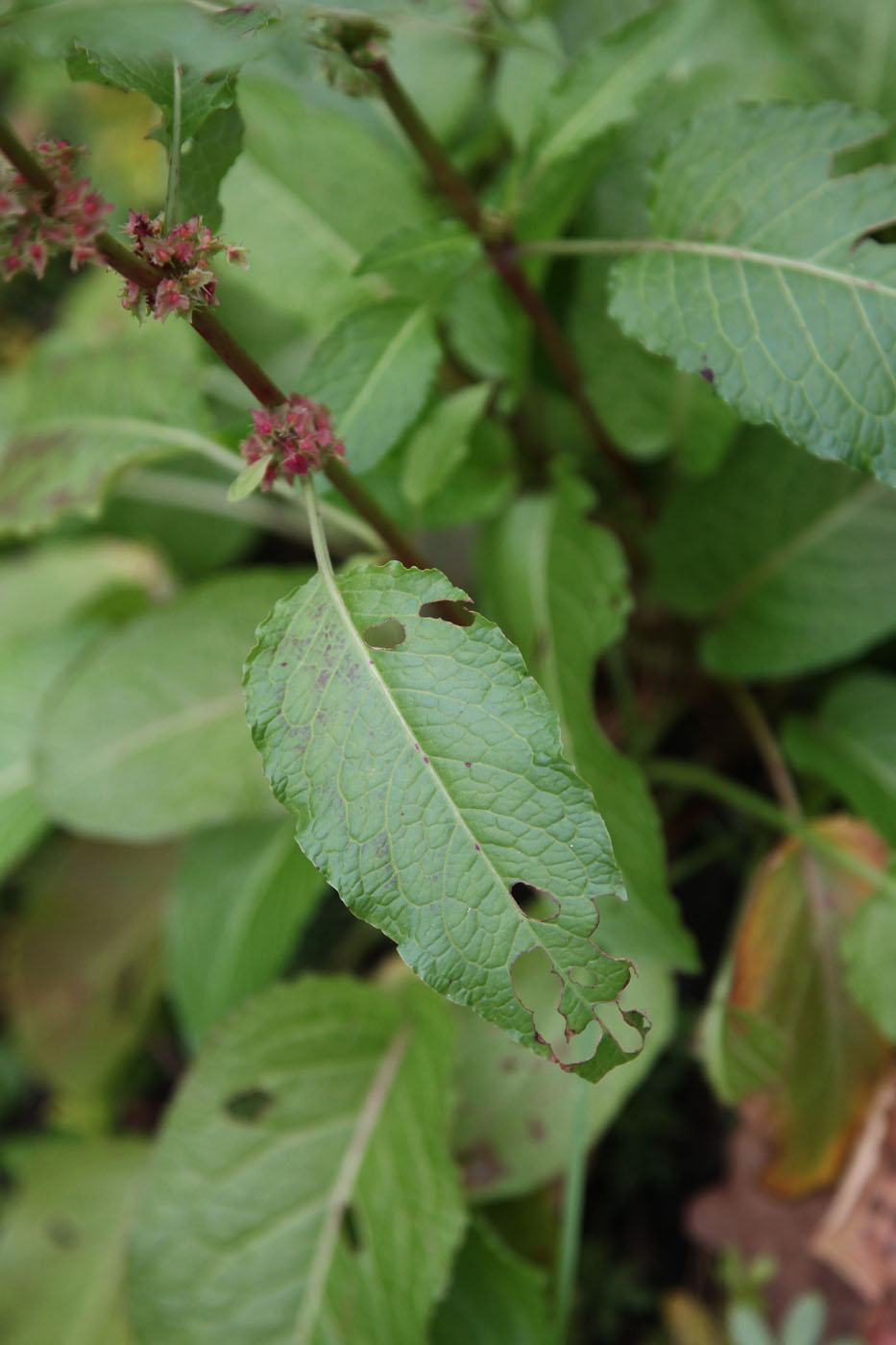 Изображение особи Rumex sylvestris.