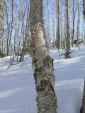 Betula lanata